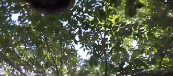 Le monde vu par un écureuil - Sputnik Afrique