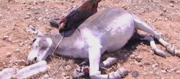 âne âne - Sputnik Afrique