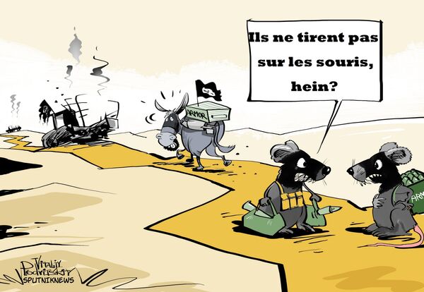 Privé de véhicules, Daech monte… des ânes - Sputnik Afrique