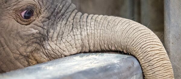 Plus de 50.000 éléphants par an victimes de braconnage! - Sputnik Afrique