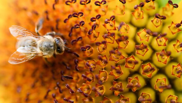 Une abeille - Sputnik Afrique