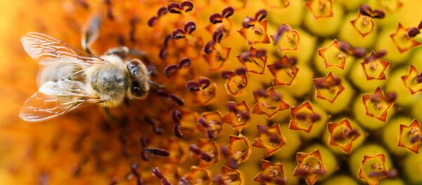 A bee is pictured on August 9, 2016 at a field in Maintal - Sputnik Afrique
