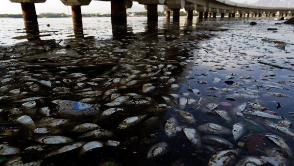 Les poissons morts et des ordures flottent dans la baie polluée  de Guanabara à Rio de Janeiro, Brésil - Sputnik Afrique