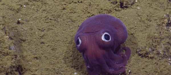 Une petite pieuvre aux yeux globuleux - Sputnik Afrique