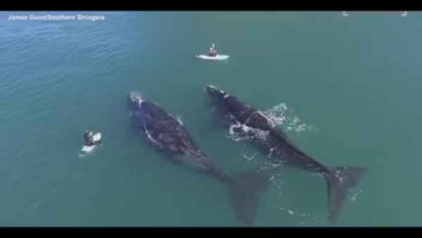 Un Néo-Zélandais nage avec des baleines et se met bêtement en danger - Sputnik Afrique