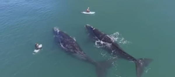 Un Néo-Zélandais nage avec des baleines et se met bêtement en danger - Sputnik Afrique