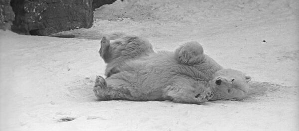 Ours blanc - Sputnik Afrique