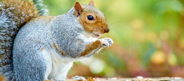 Ecureuil - Sputnik Afrique