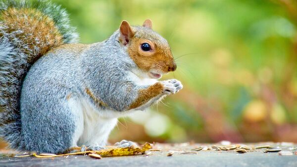 Les écureuils mâles sont beaucoup plus paresseux que les femelles - Sputnik Afrique