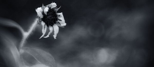 fleur - Sputnik Afrique