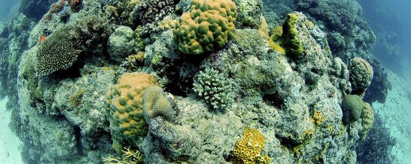 La Grande barrière de corail, Australie - Sputnik Afrique