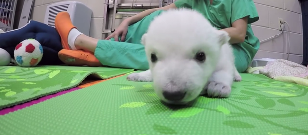 La vie quotidienne d’un ours polaire - Sputnik Afrique