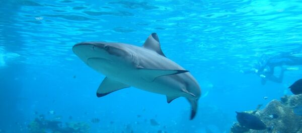 Requin - Sputnik Afrique