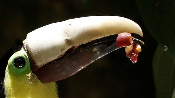 Le toucan au bec imprimé en 3D - Sputnik Afrique