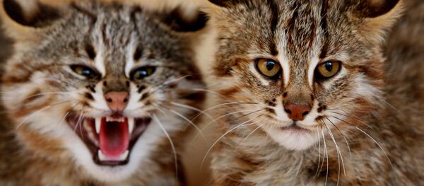 Chat - Sputnik Afrique