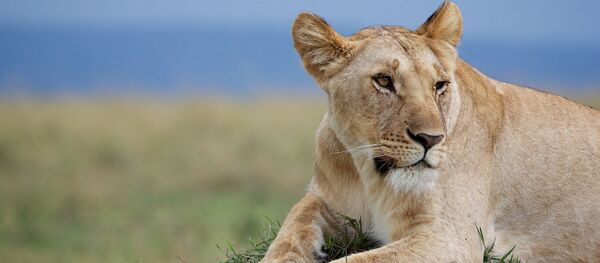 Une lionne Une lionne - Sputnik Afrique