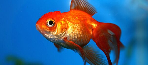 Poisson rouge - Sputnik Afrique