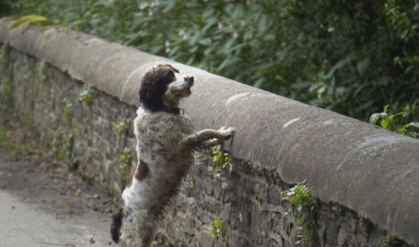 Pont des suicides de chiens - Sputnik Afrique