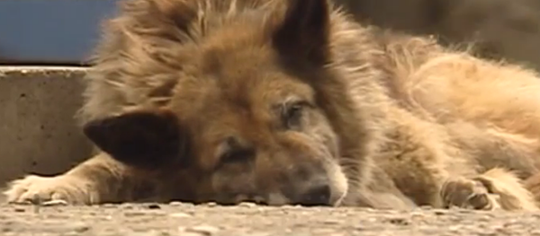 Le chien - Sputnik Afrique