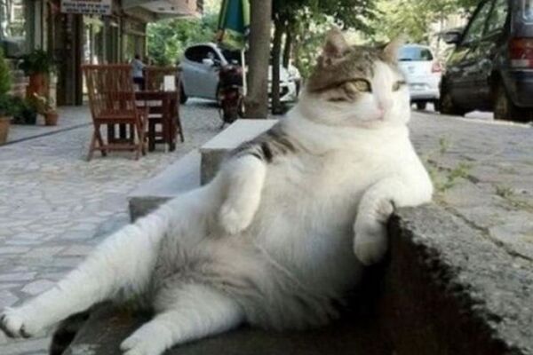 Tombili - Sputnik Afrique