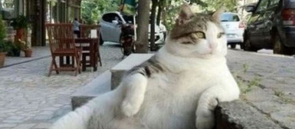 Tombili - Sputnik Afrique