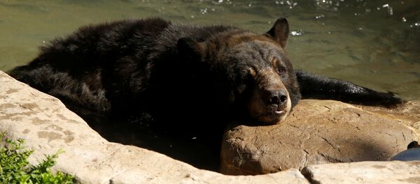 Ours noir - Sputnik Afrique