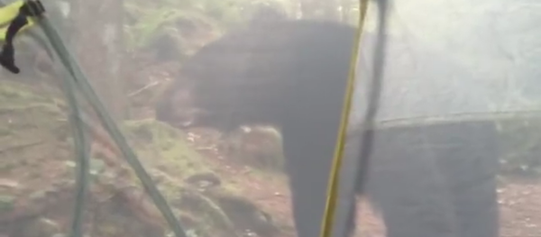 Un campeur réveillé par un ours! - Sputnik Afrique