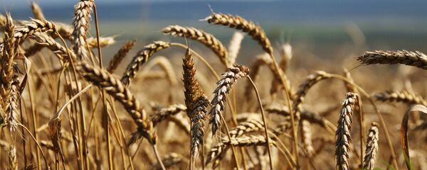 Blé - Sputnik Afrique