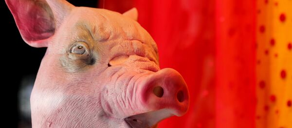 têtes de porc - Sputnik Afrique