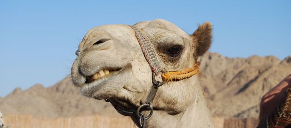 L'extrême droite sort les chameaux et simule un attentat à Prague - Sputnik Afrique