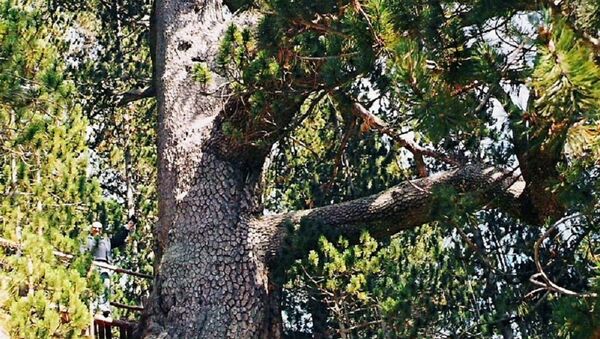Nature landmark Baykusheva mura (Pinus heldreichii) aged 1300+, located in Pirin mountain, Bulgaria. - Sputnik Afrique