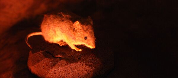 Une souris - Sputnik Afrique