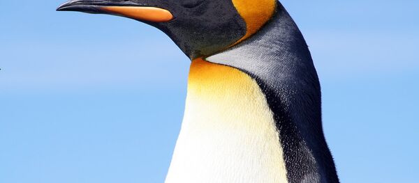 Veuillez saluer ce général: ne soyez pas confus, il est… manchot Veuillez saluer ce général: ne soyez pas confus, il est… manchot - Sputnik Afrique