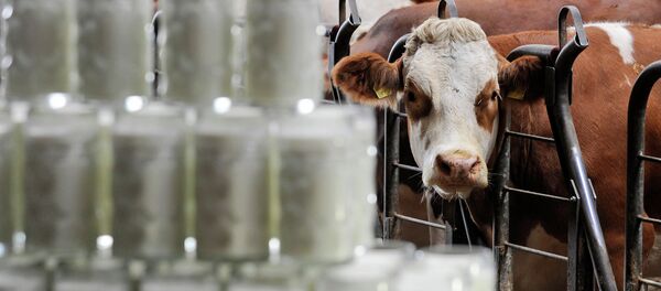 Une vache - Sputnik Afrique