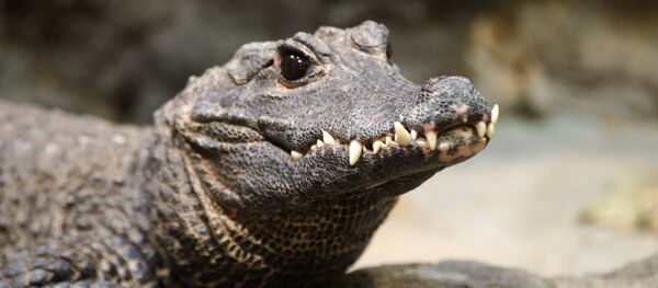 crocodile - Sputnik Afrique