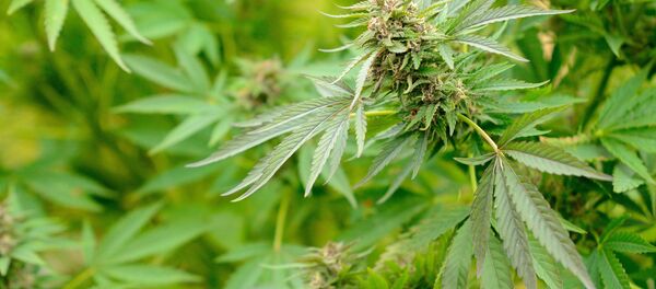 Marijuana - Sputnik Afrique