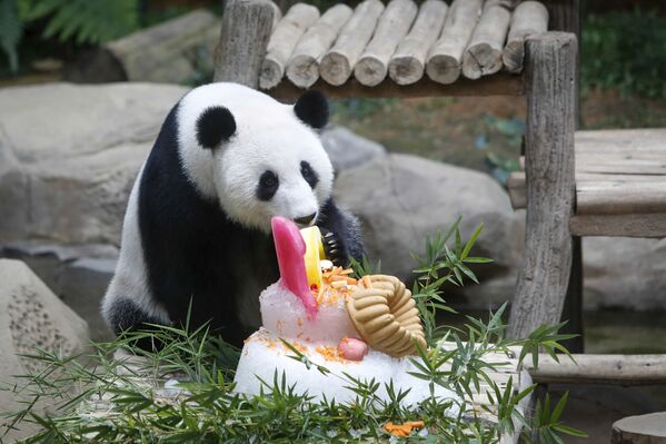 Un gâteau et des félicitations pour le 10e anniversaire d’un panda géant - Sputnik Afrique