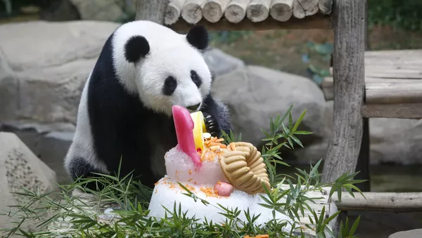 Panda - Sputnik Afrique