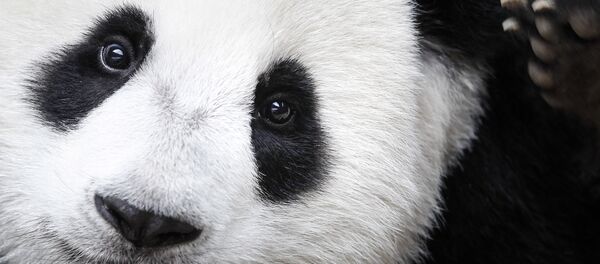 Un panda géant - Sputnik Afrique