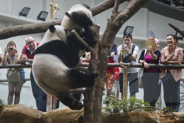 Visitors take souvenir photographs of Nuan Nuan, top, and Liang Liang formerly known as Feng Yi, playing during Liang Liang's 10th birthday celebration at the National Zoo in Kuala Lumpur, Malaysia, Tuesday, Aug. 23, 2016 - Sputnik Afrique