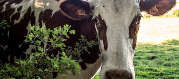 Une vache - Sputnik Afrique