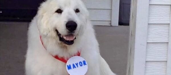 le chien Duke le chien Duke - Sputnik Afrique