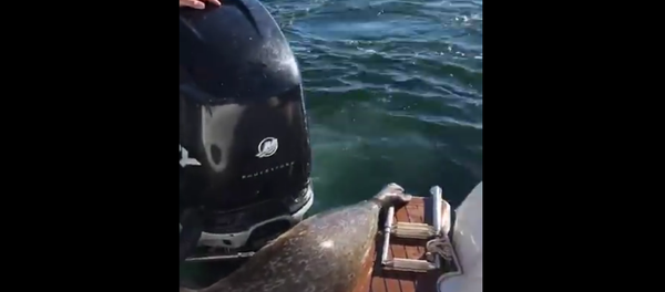 Un phoque se sauve d’un groupe d'orques en sautant sur un bateau! - Sputnik Afrique