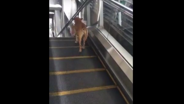 Un chien sur un escalator - Sputnik Afrique