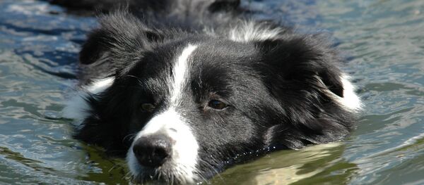 Un border collie - Sputnik Afrique