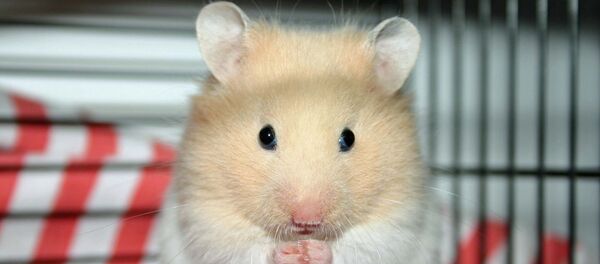 Hamster - Sputnik Afrique