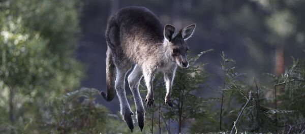 Un kangourou - Sputnik Afrique
