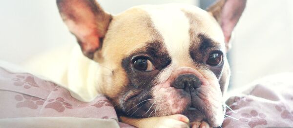 chien - Sputnik Afrique