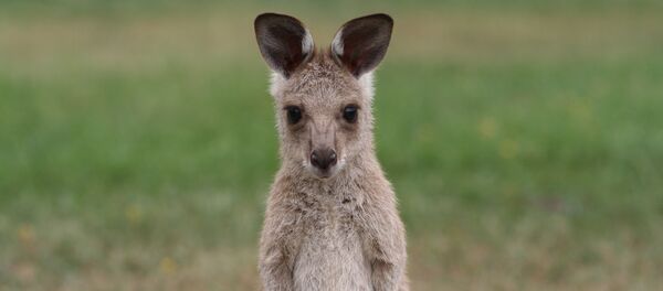 Un kangourou - Sputnik Afrique