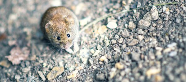 Une souris Une souris - Sputnik Afrique